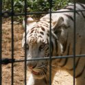 Bengal Tiger